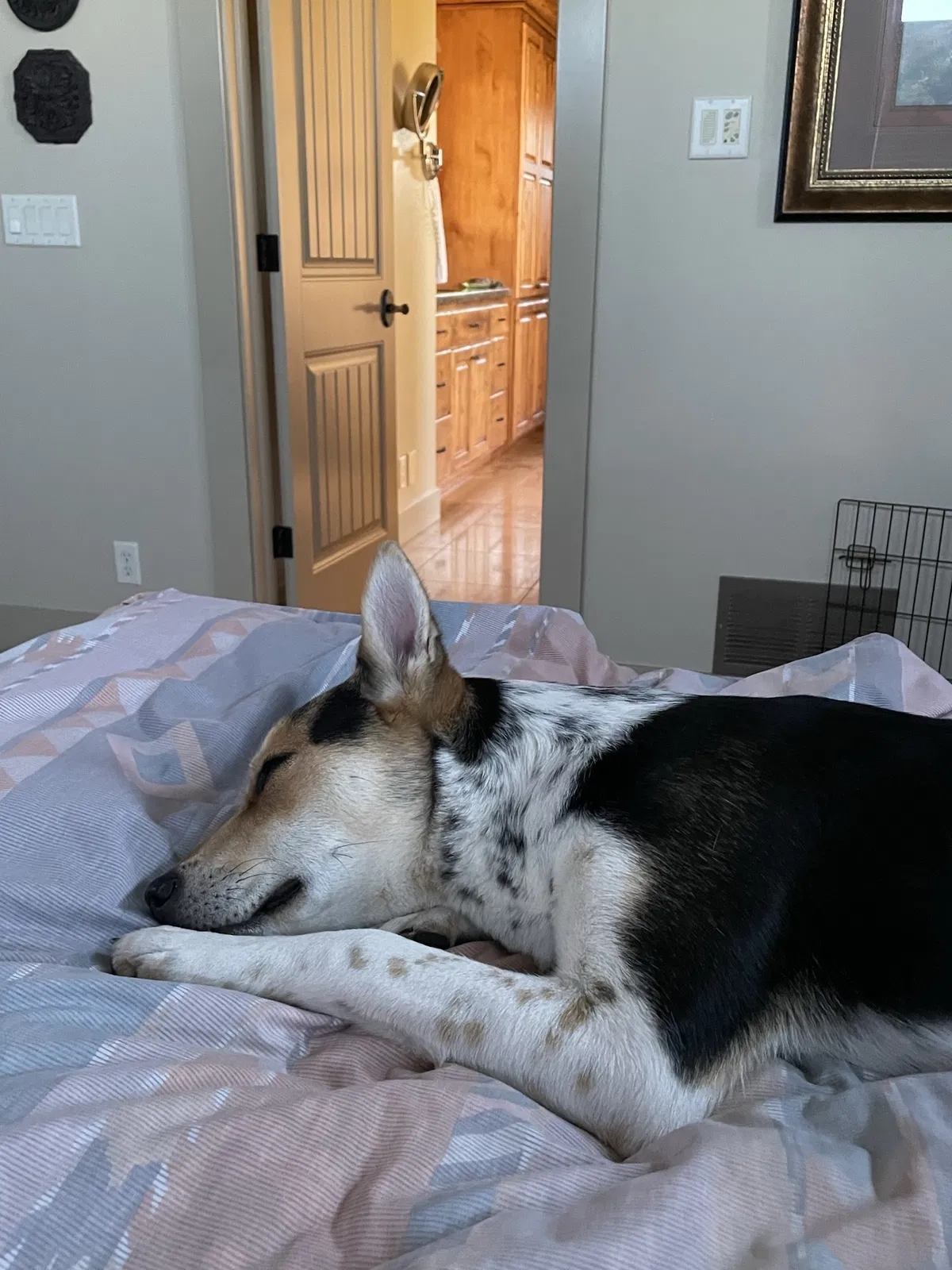 Lost dog in Lincoln City, OR, 97367