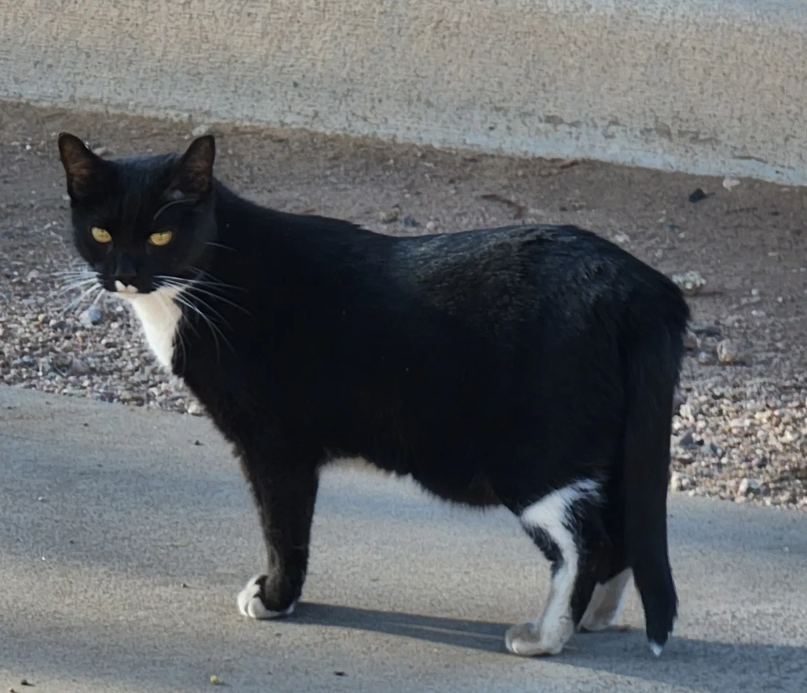 Lost cat in Goodyear, AZ, 85395