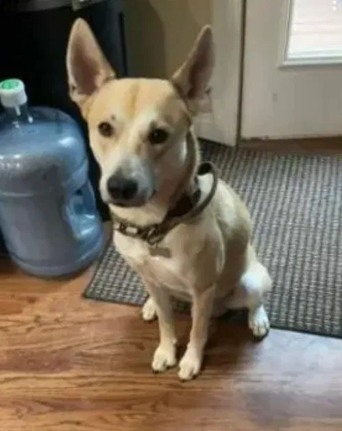 Lost dog in Evans, GA, 30809