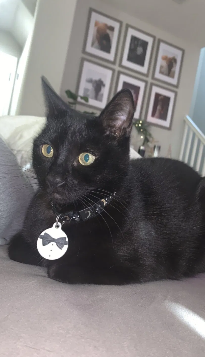 Lost cat in Brentwood, CA, 94513