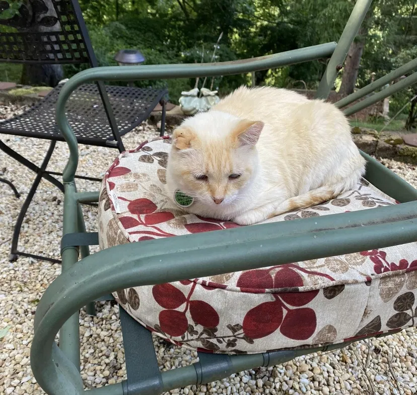 Lost cat in Pittsburgh, PA, 15202