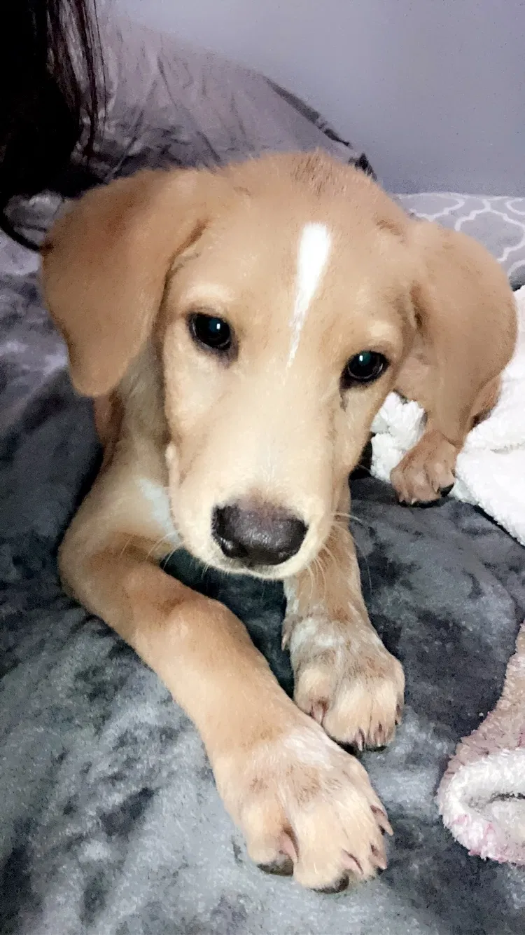 Lost dog in Mandeville, LA, 70471