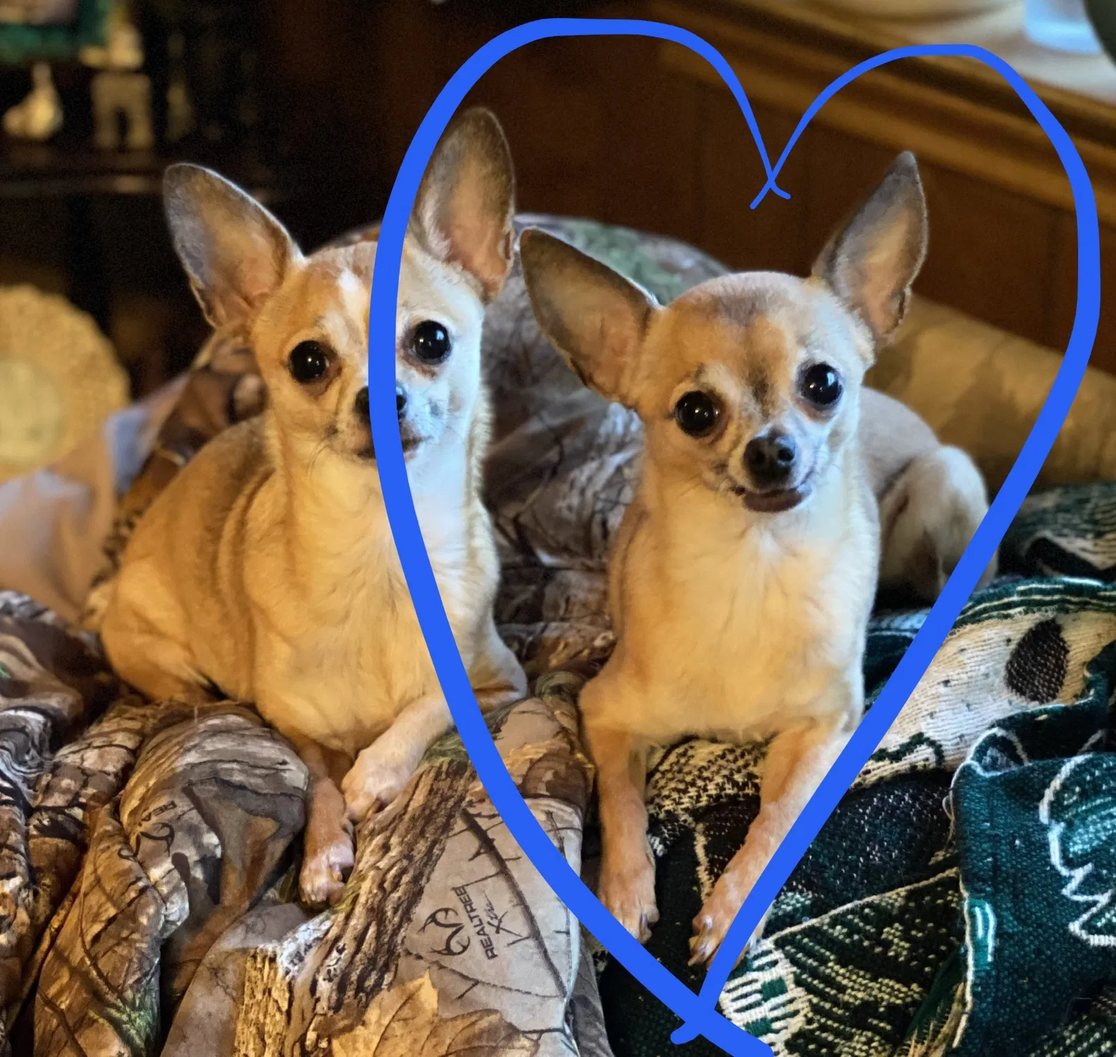 Lost dog in Baton Rouge, LA, 70809