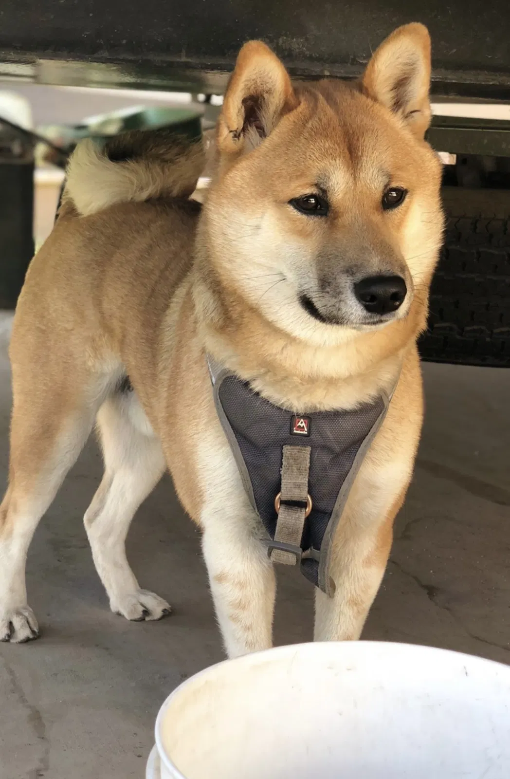 Lost dog in Hemet, CA, 92544