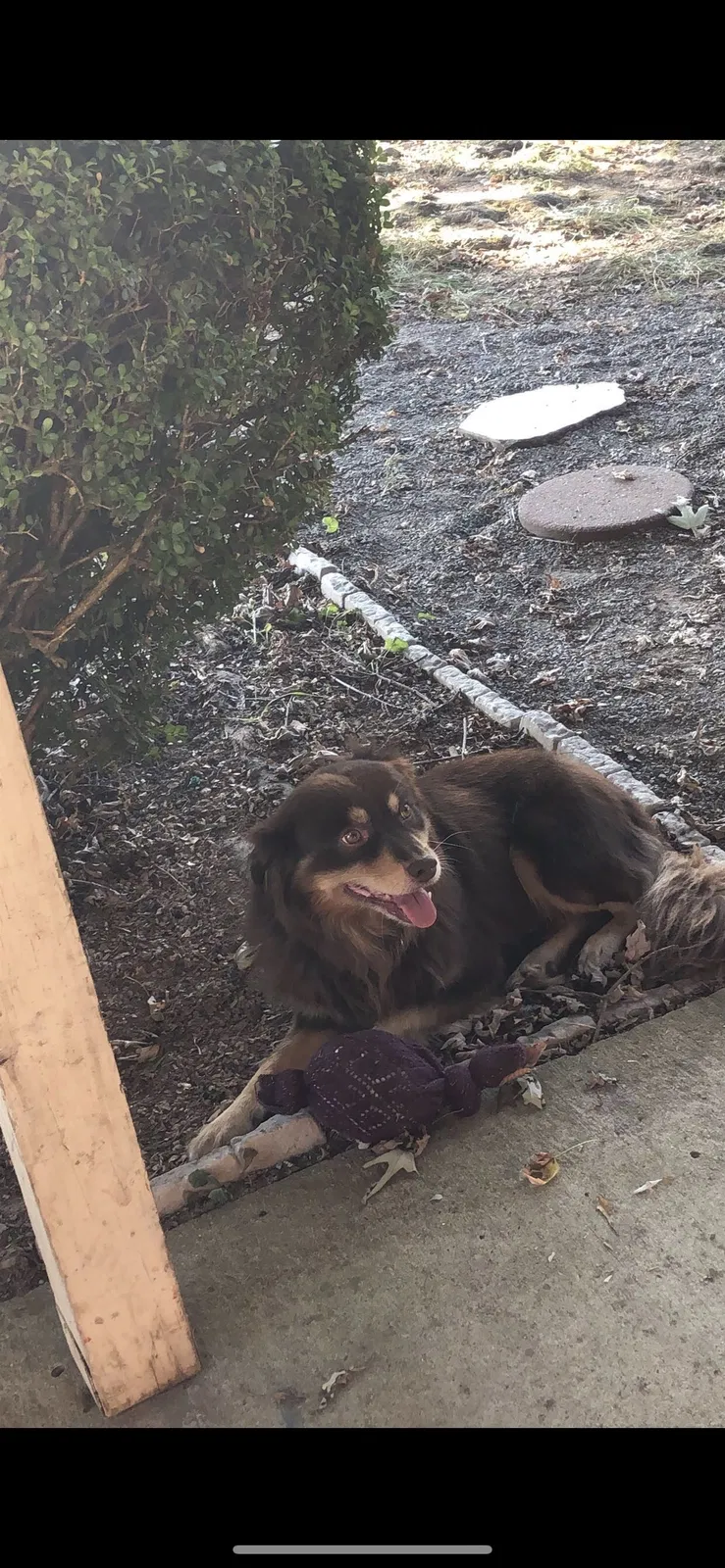 Lost dog in Boaz, AL, 35957