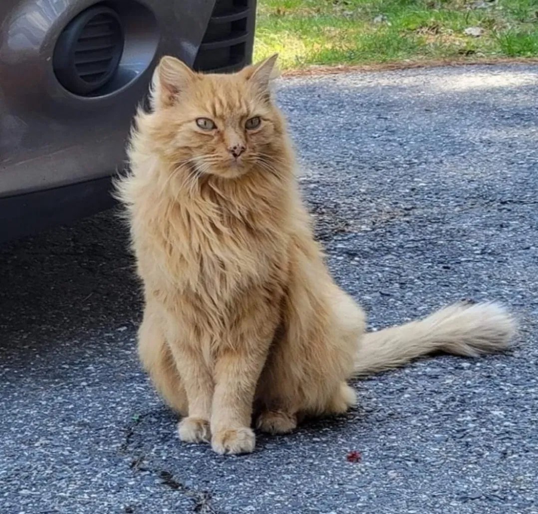 Lost cat in Uxbridge, MA, 1569