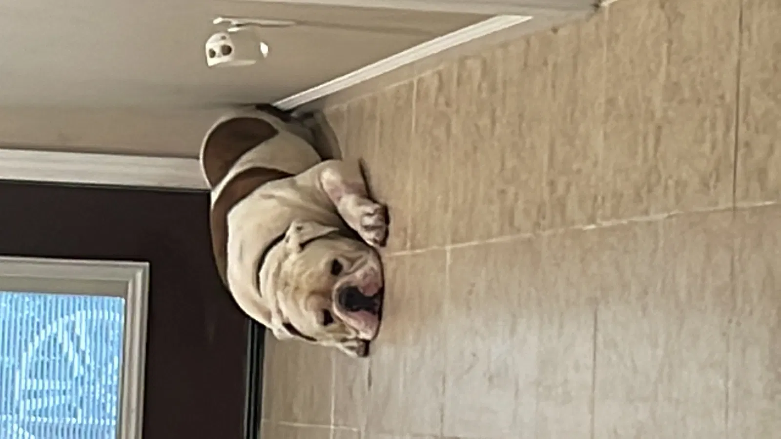 Lost dog in Navasota, TX, 77868