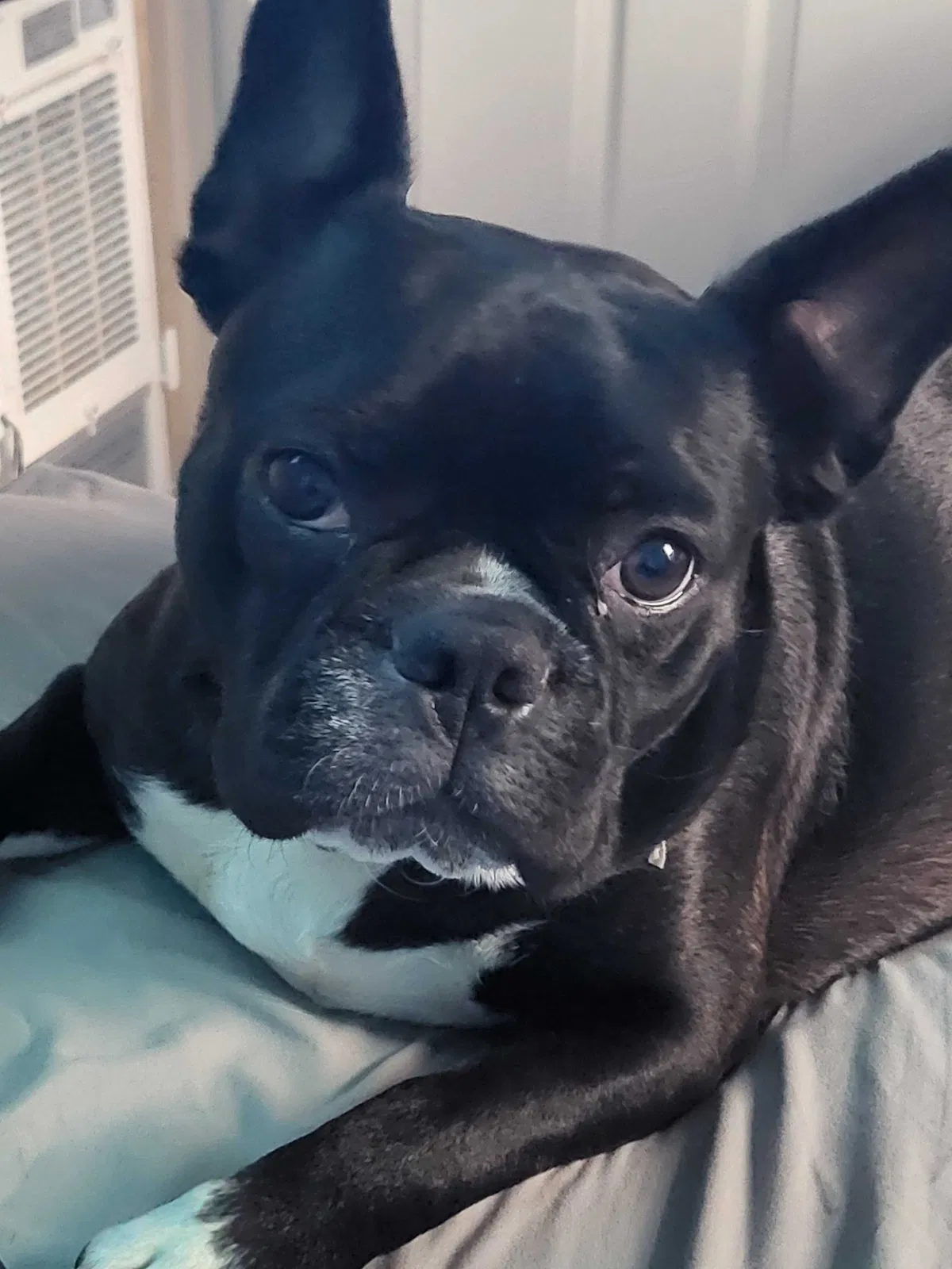 Lost dog in Commerce City, CO, 80022