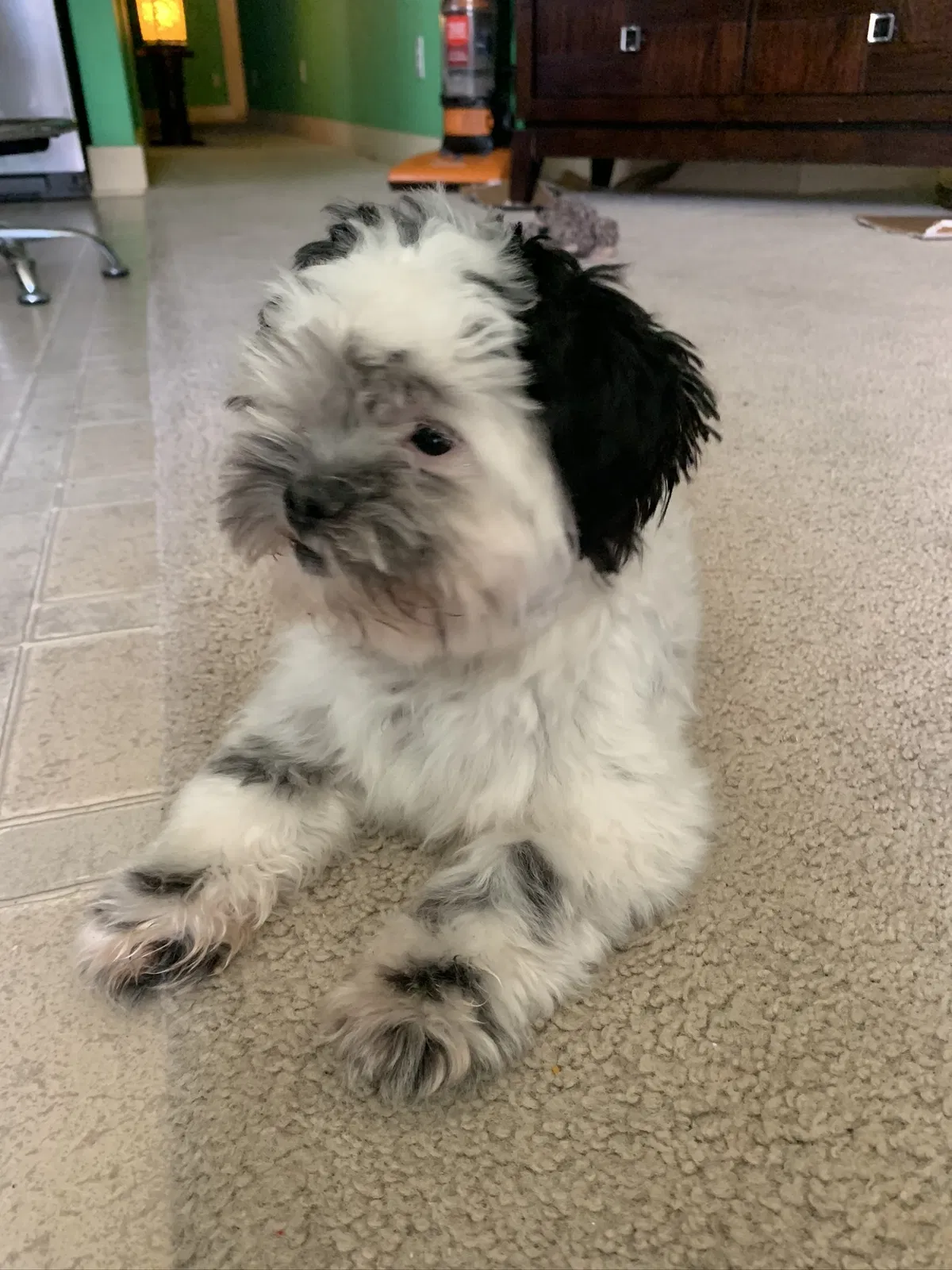 Lost dog in Houston, TX, 77073