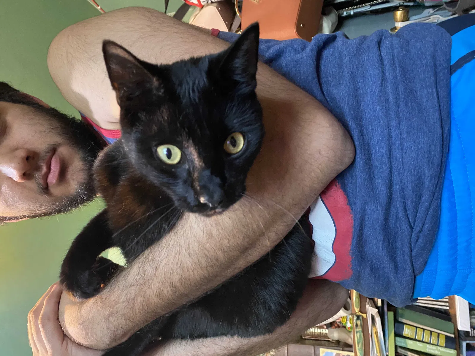 Lost cat in Baldwin Park, CA, 91706