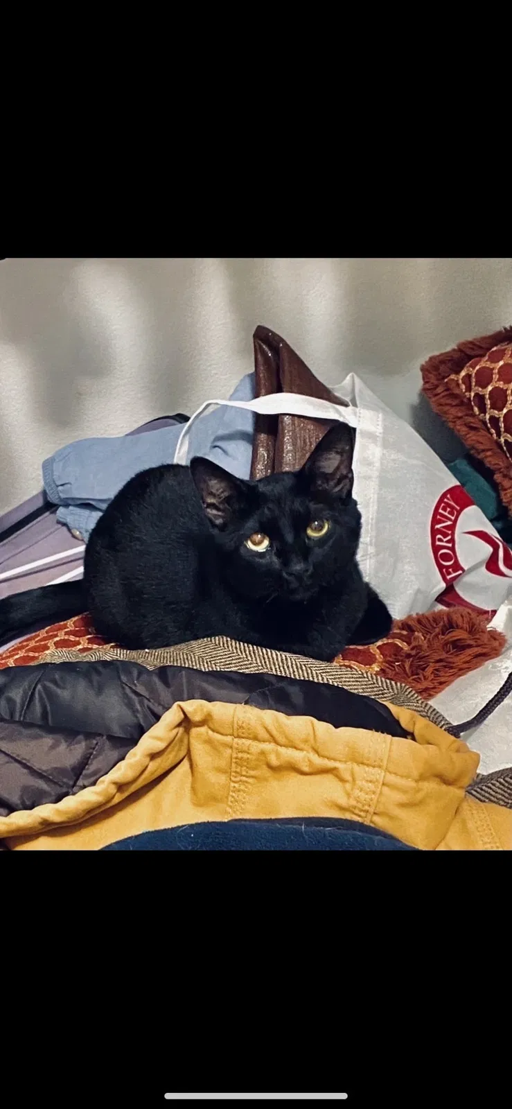 Lost cat in Forney, TX, 75126