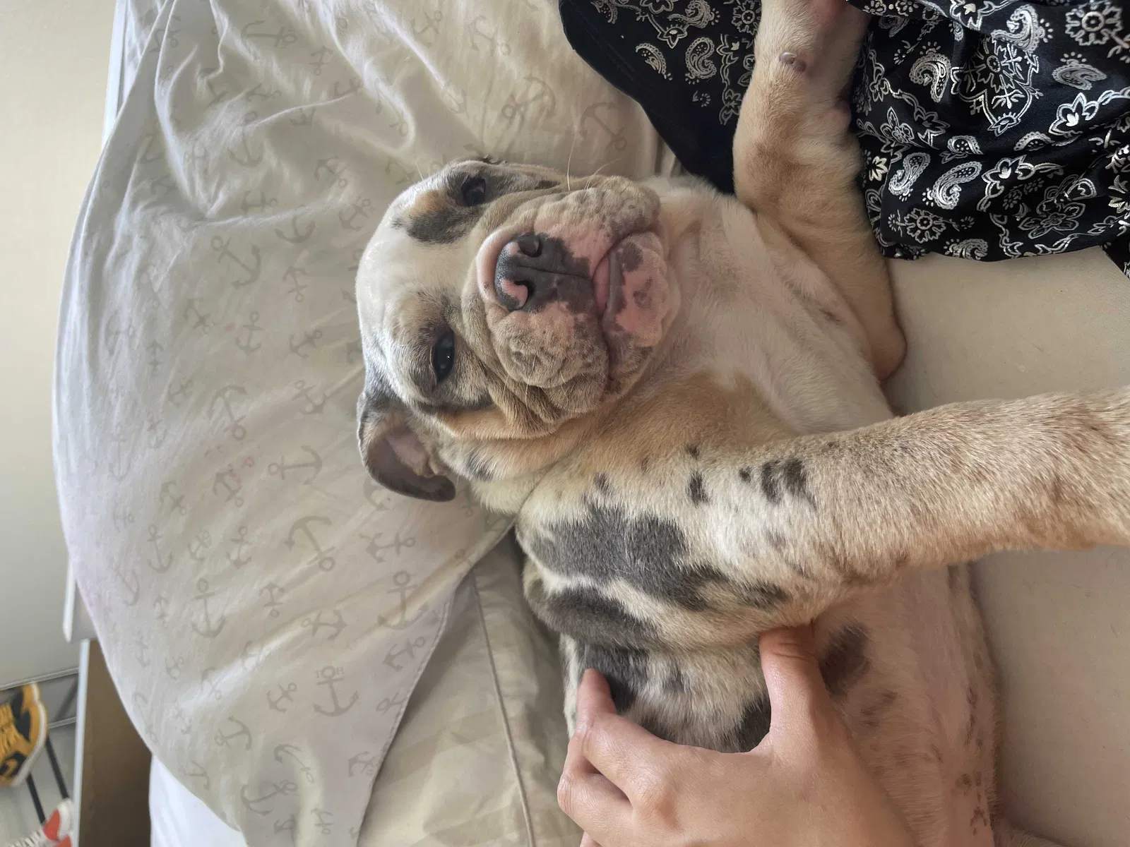 Lost dog in Pico Rivera, CA, 90660