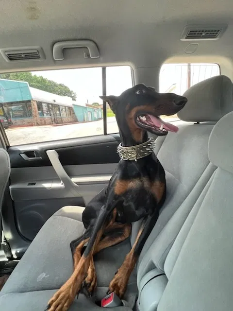 Lost dog in Atlanta, GA, 30399