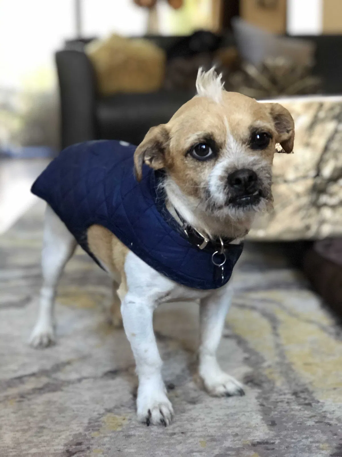 Lost dog in Winter Haven, FL, 33880