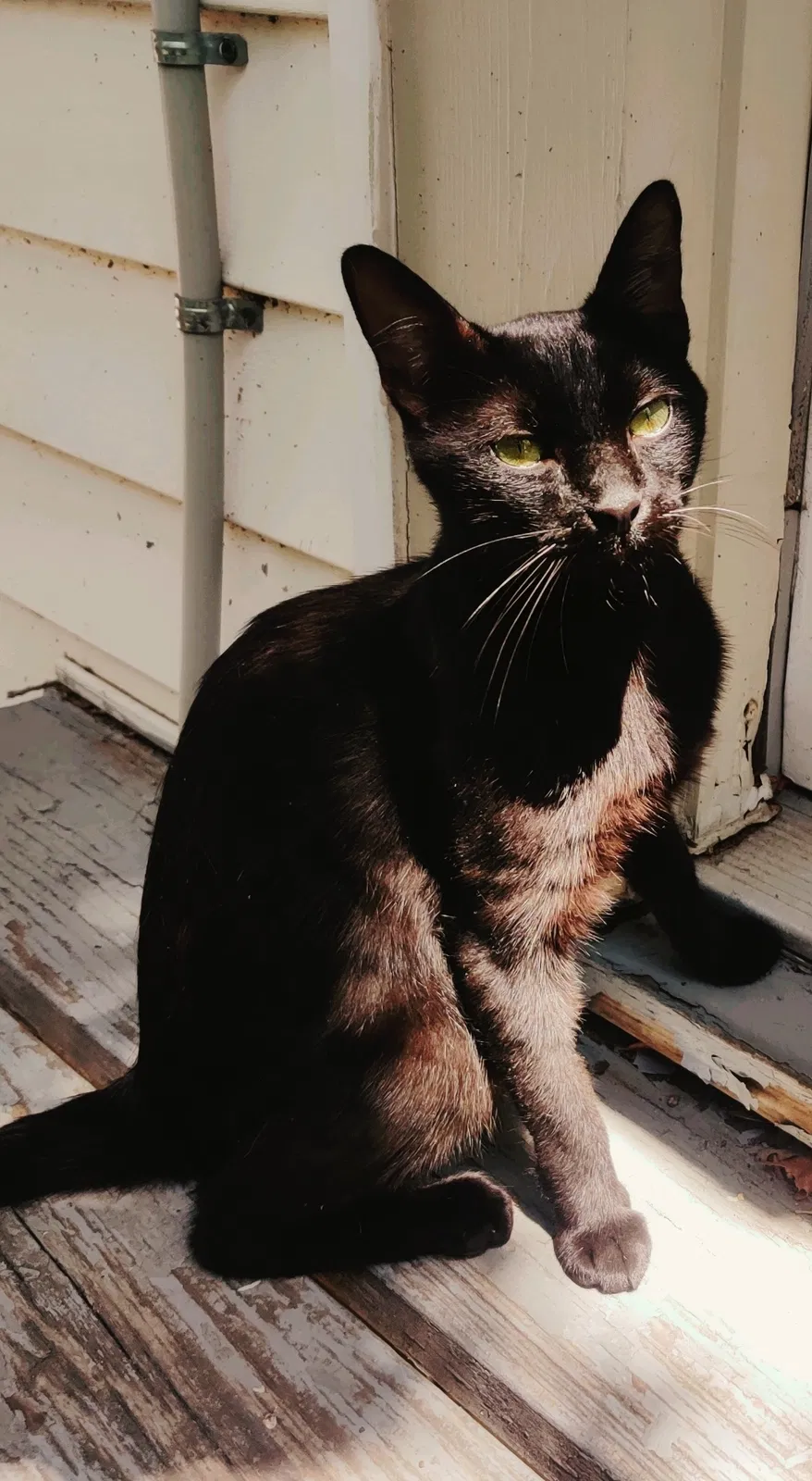 Lost cat in Denton, TX, 76201