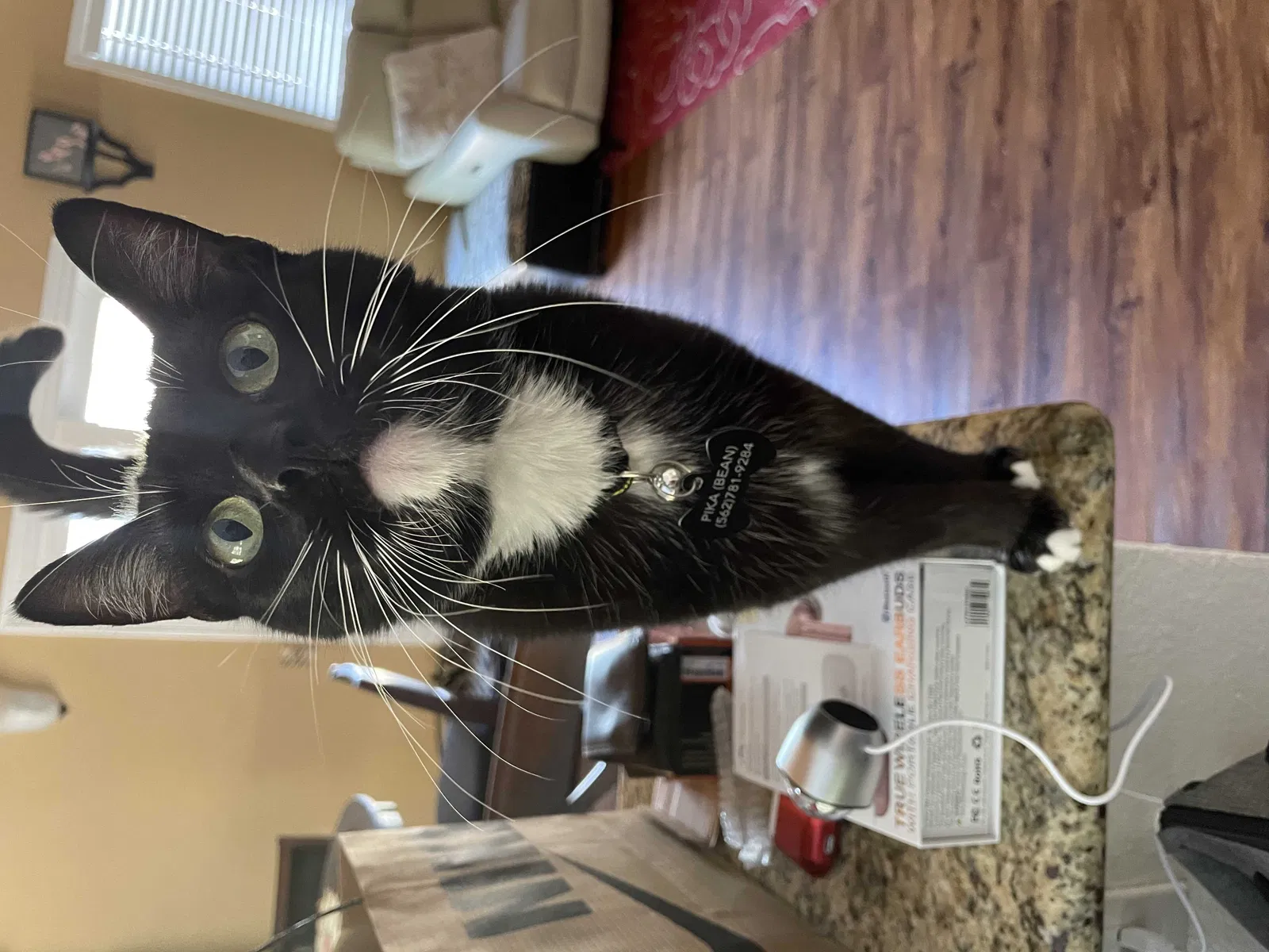 Lost cat in Whittier, CA, 90601