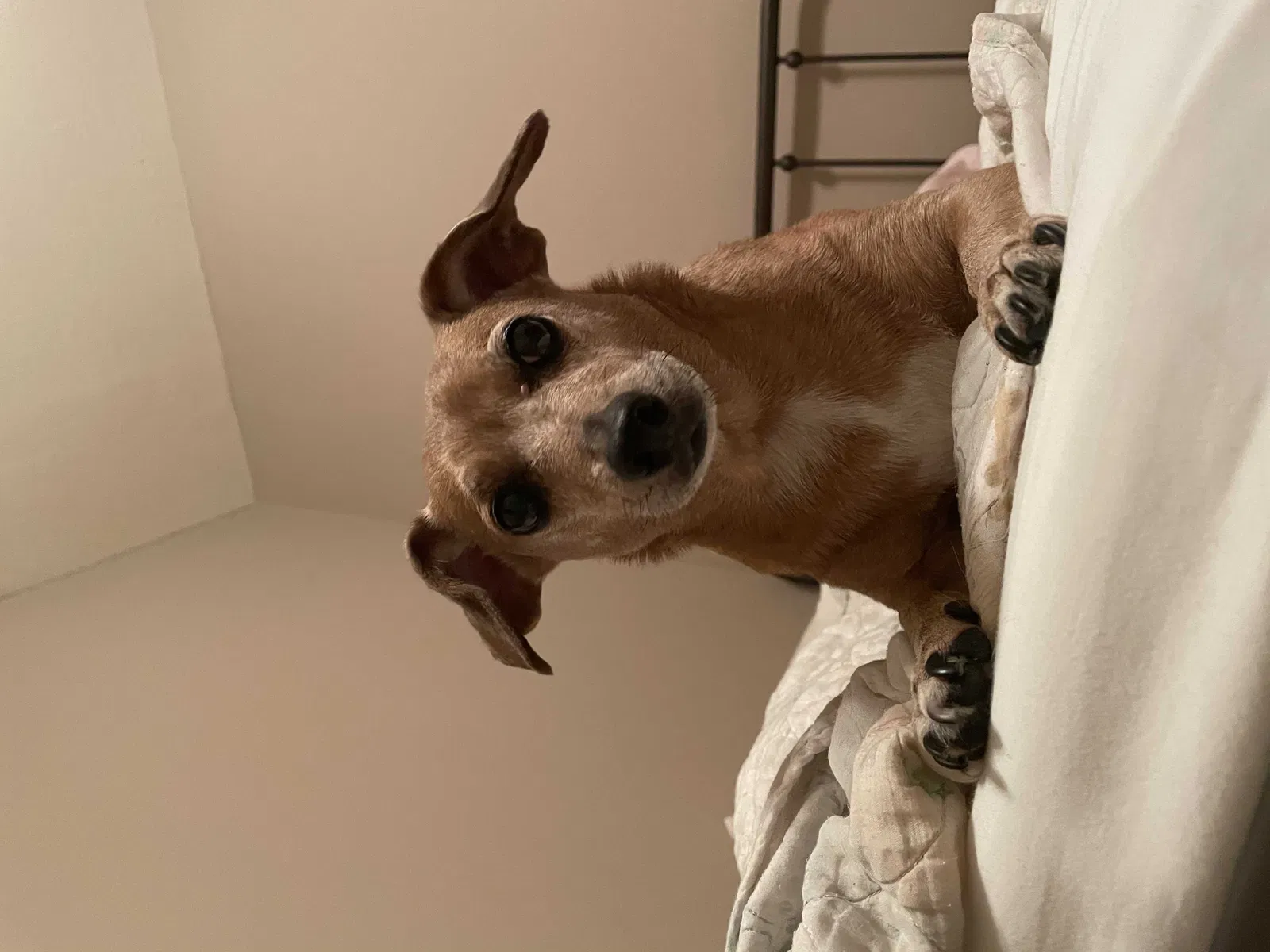 Lost dog in Katy, TX, 77494