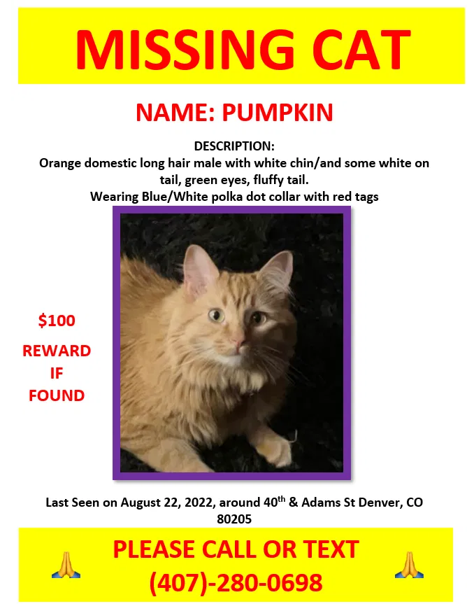 Lost cat in Denver, CO, 80205