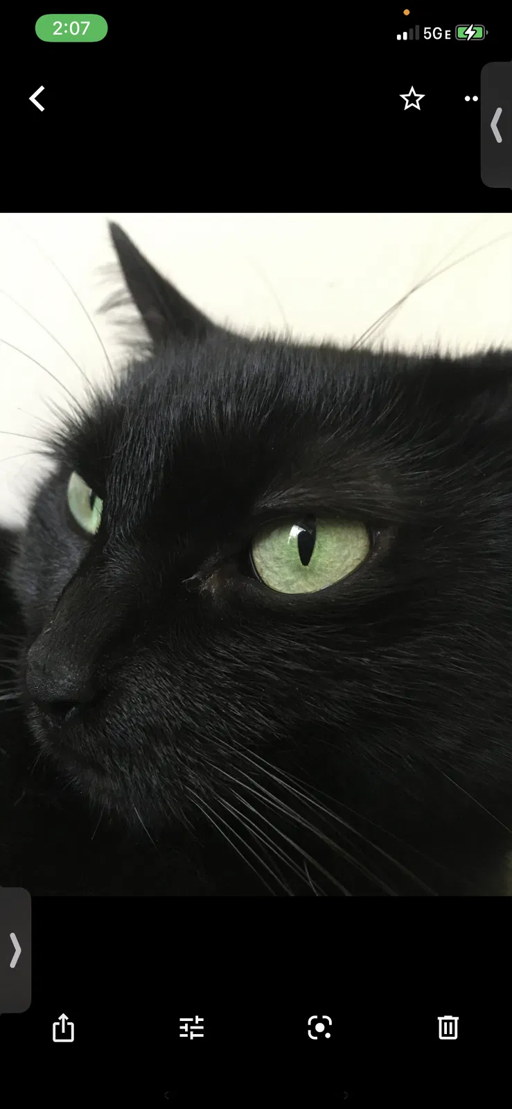 Lost cat in Lorain, OH, 44055