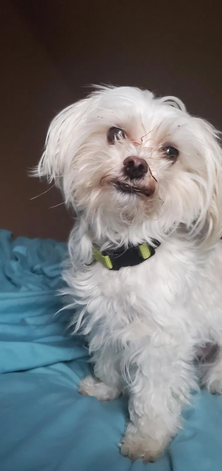 Lost dog in Joliet, IL, 60432
