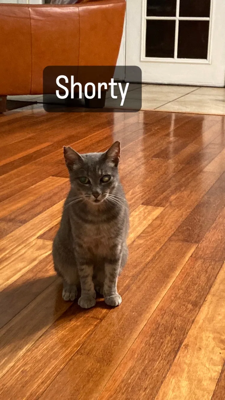 Lost cat in Wilmington, DE, 19808