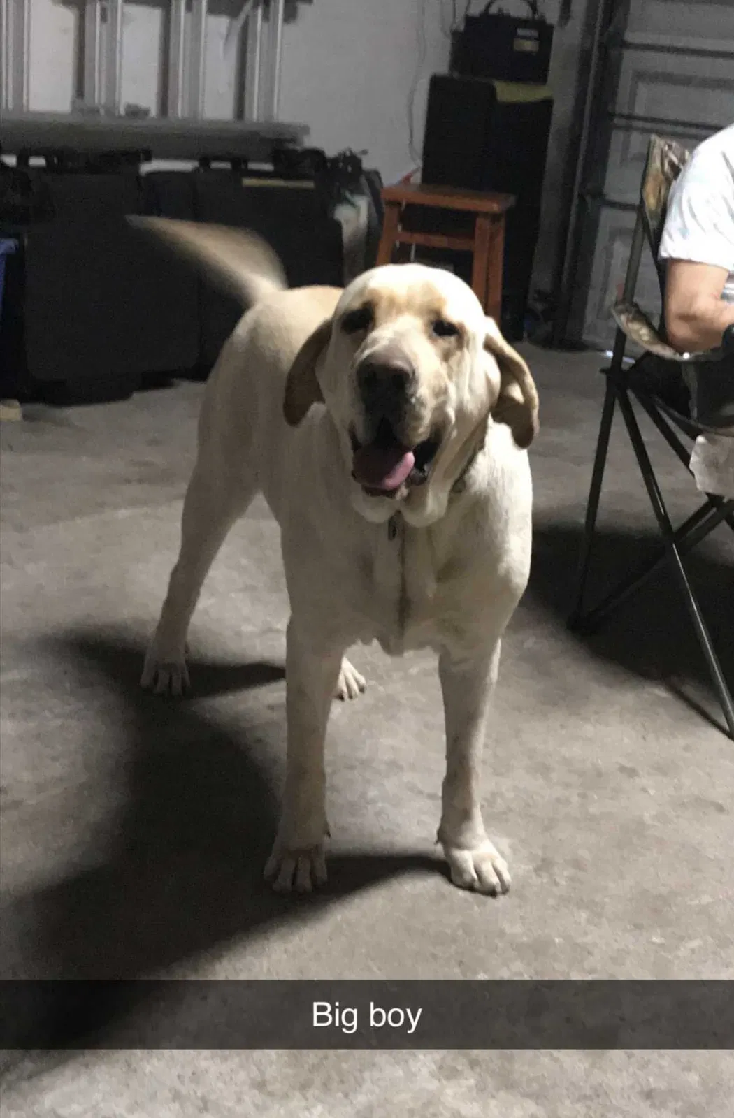 Lost dog in Baytown, TX, 77520