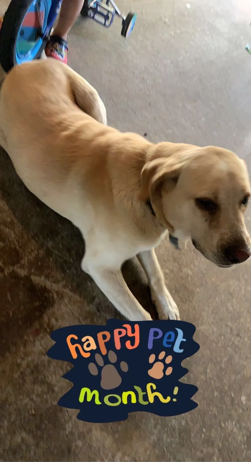 Lost dog in Baytown, TX, 77520