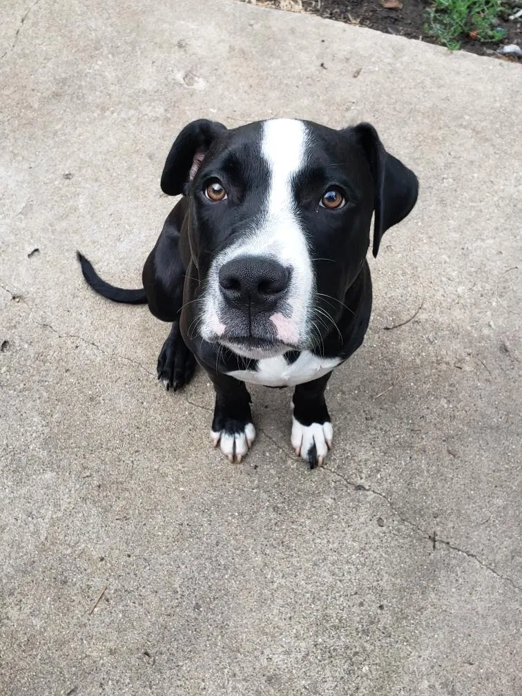 Lost dog in Oakland, CA, 94605