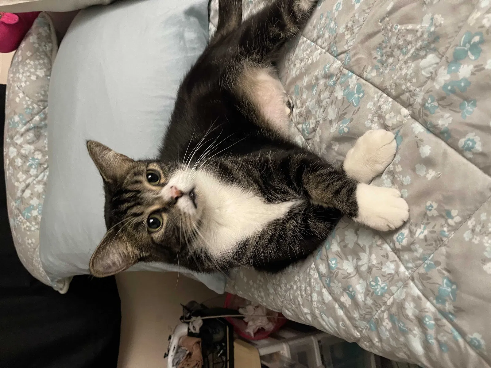 Lost cat in Riverside, CA, 92506