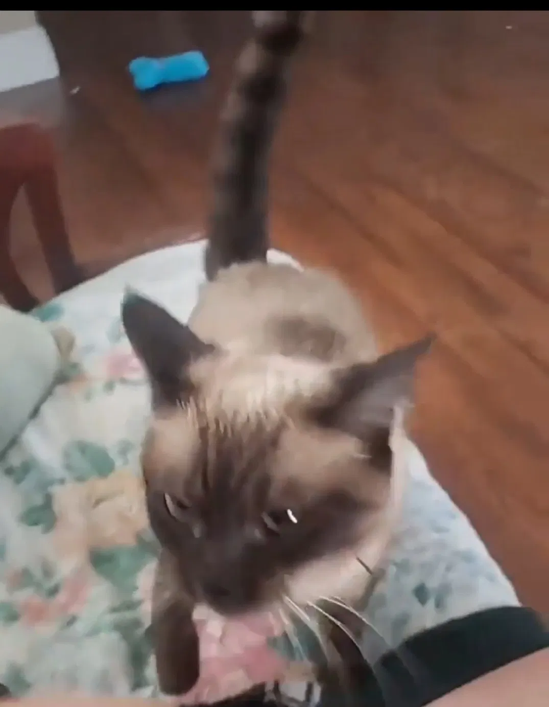 Lost cat in Montebello, CA, 90640