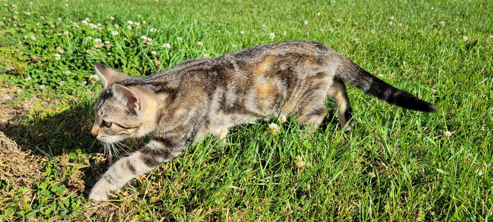 Lost cat in Amherst Junction, WI, 54407
