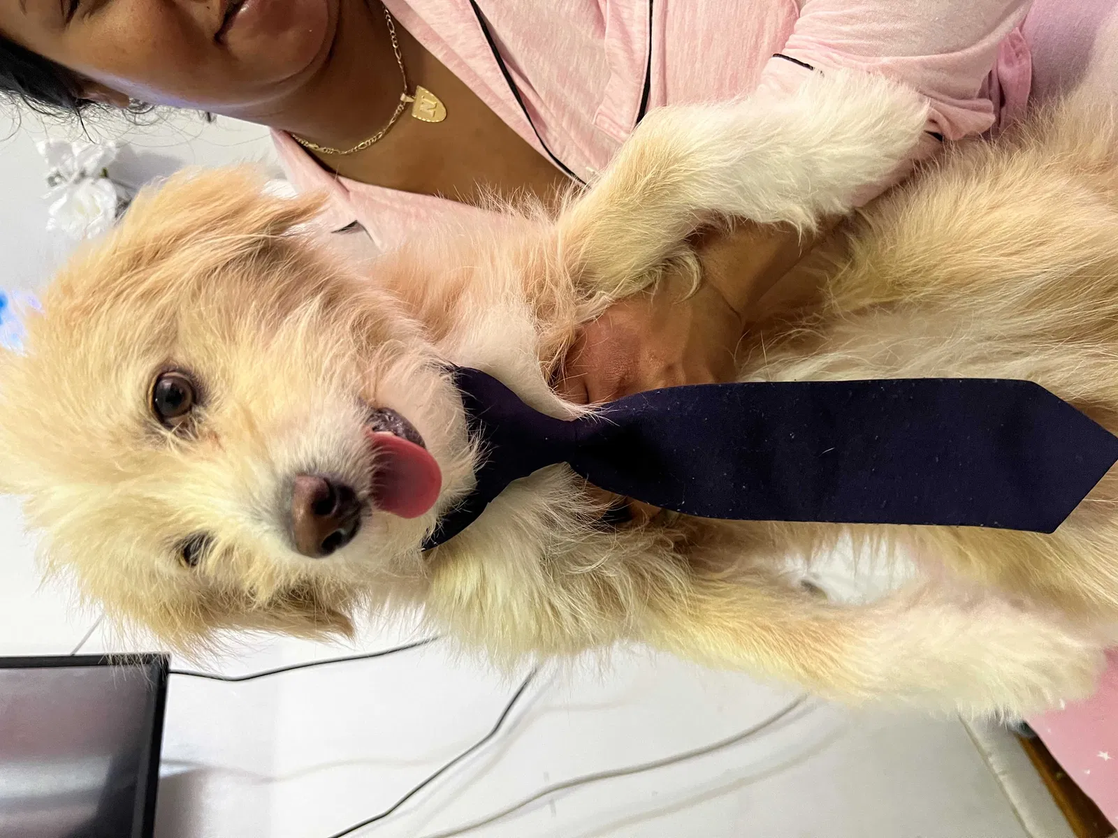 Lost dog in Elmont, NY, 11003
