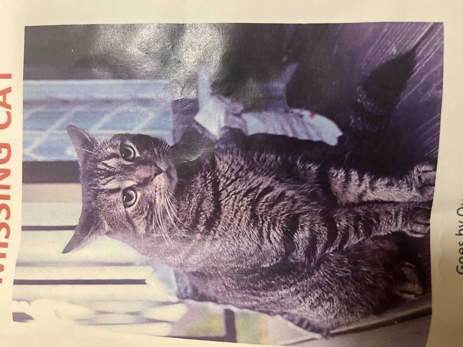 Lost cat in Mansfield, MA, 2048