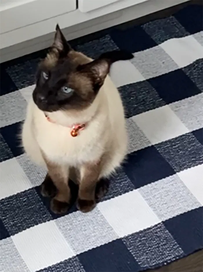 Lost cat in Mill Valley, CA, 94941