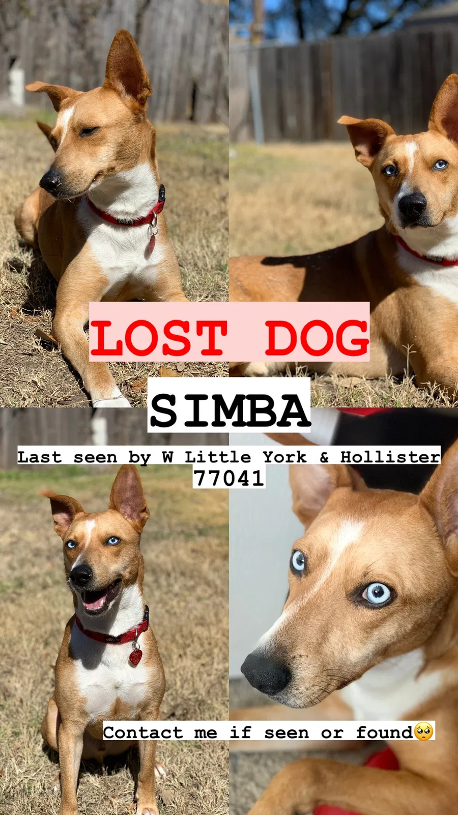 Lost dog in Houston, TX, 77040