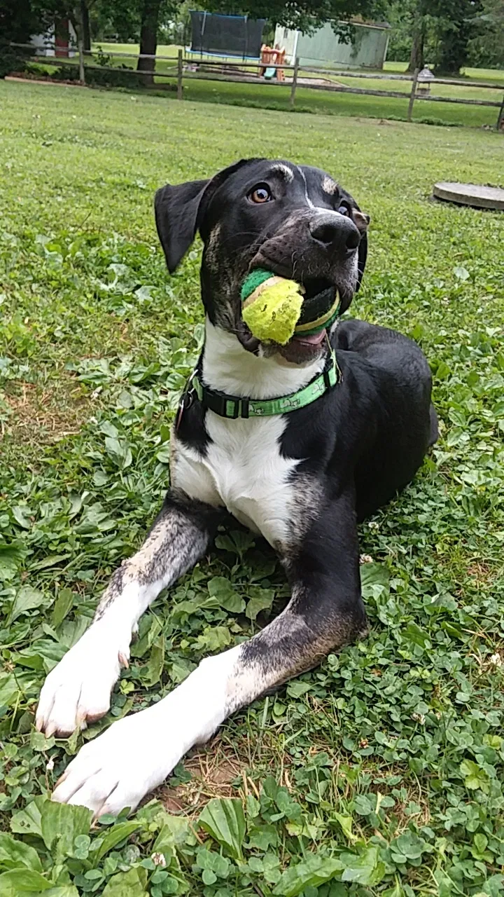 Lost dog in Gettysburg, PA, 17325