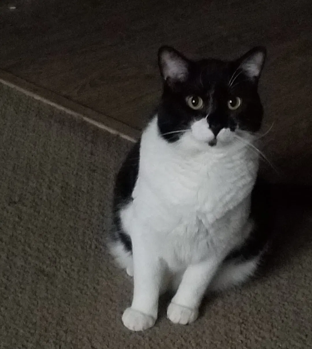 Lost cat in Salt Lake City, UT, 84120
