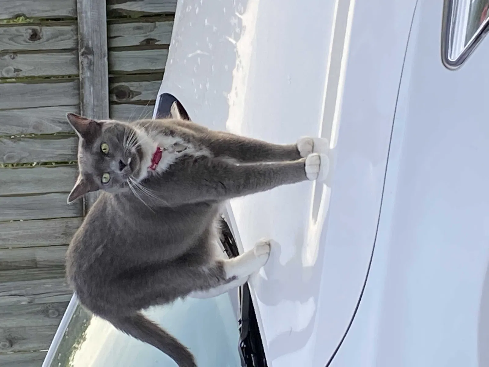 Lost cat in Grand Rapids, MI, 49599