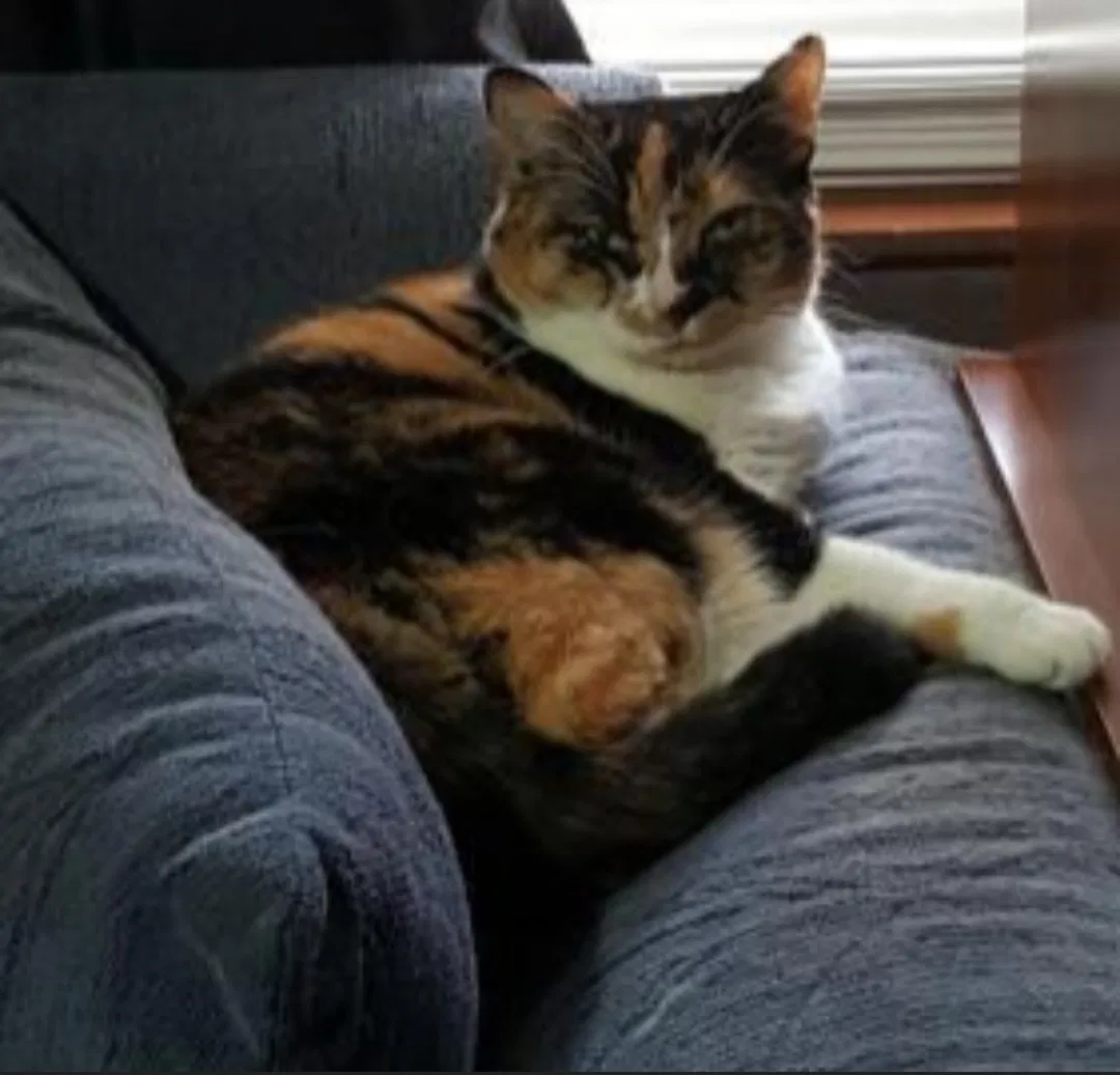 Lost cat in Arlington, TX, 76002
