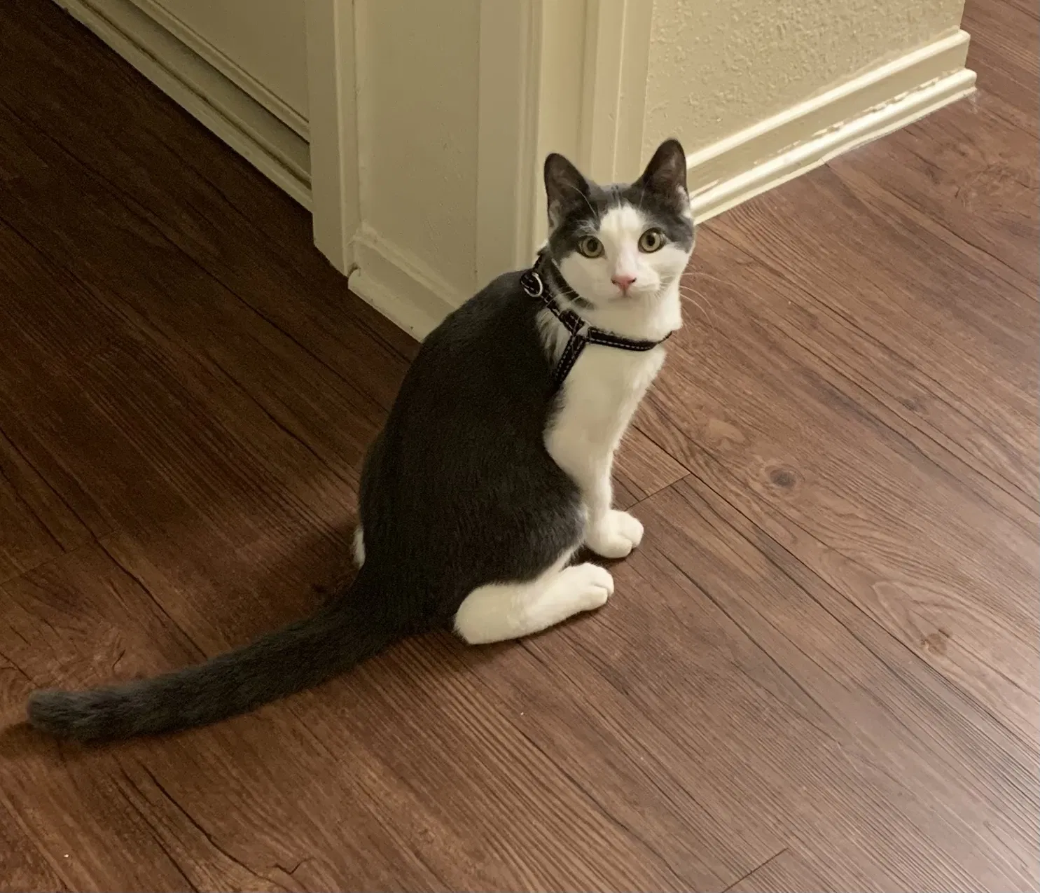 Lost cat in Bakersfield, CA, 93306