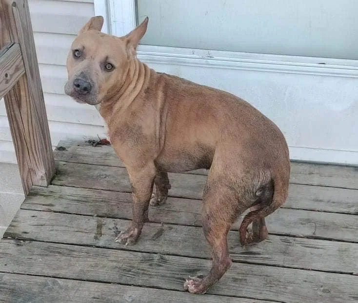 Lost dog in Frederica, DE, 19946