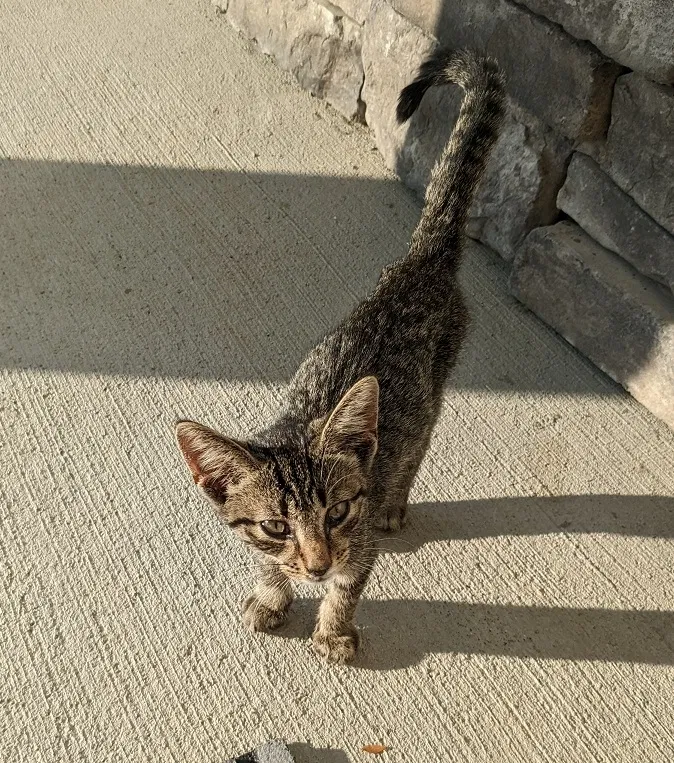 Found cat in Smyrna, TN, 37167
