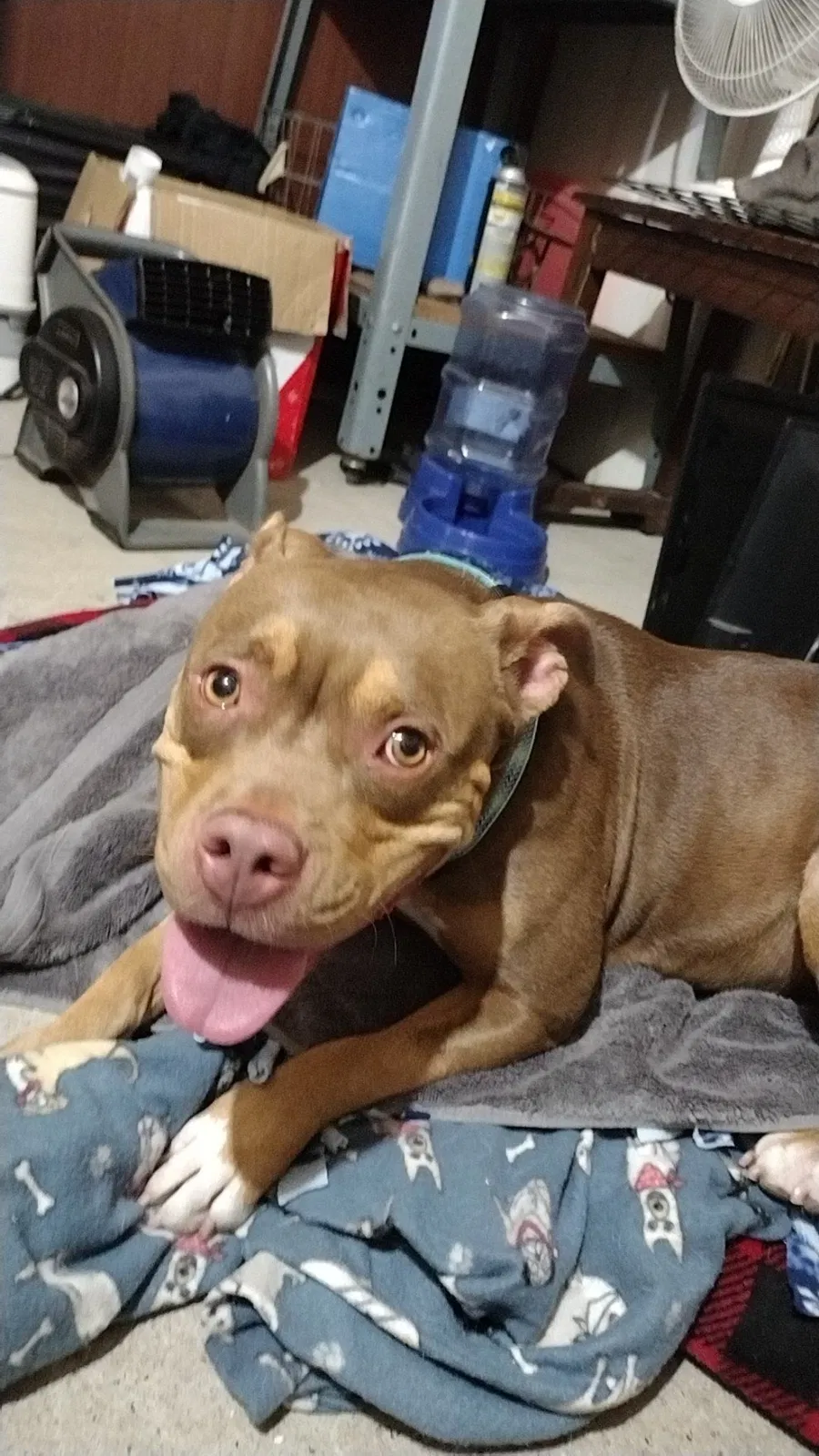 Found dog in Grand Prairie, TX, 75050