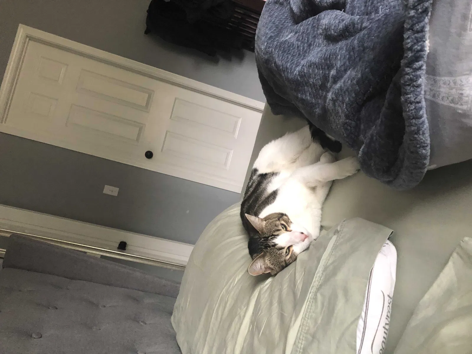 Lost cat in Sherwood, OR, 97140