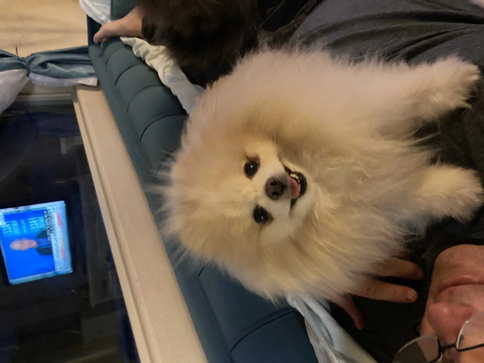 Lost dog in Wichita, KS, 67216