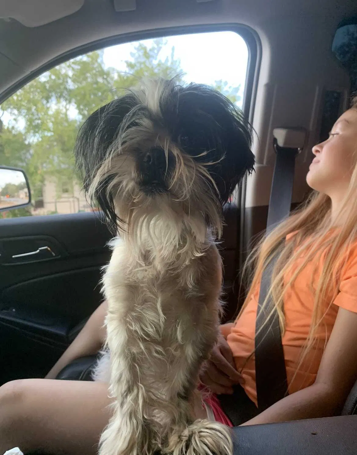 Lost dog in San Antonio, TX, 78253