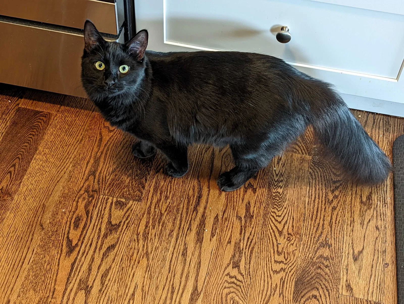 Lost cat in Stratford, CT, 6614