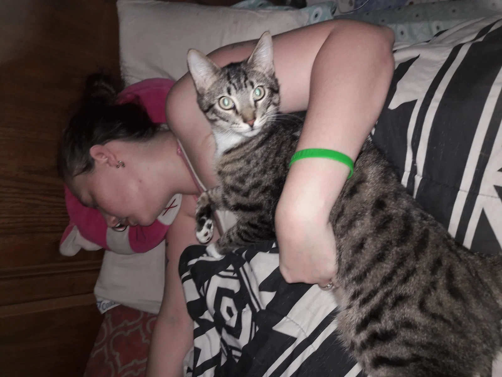 Lost cat in Springfield, MO, 65803