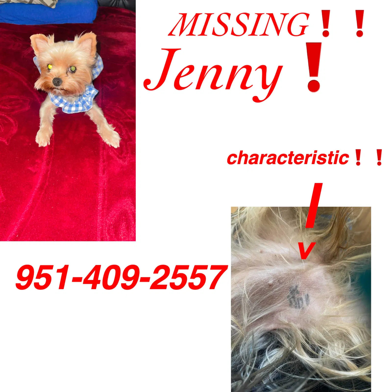 Lost dog in Moreno Valley, CA, 92555