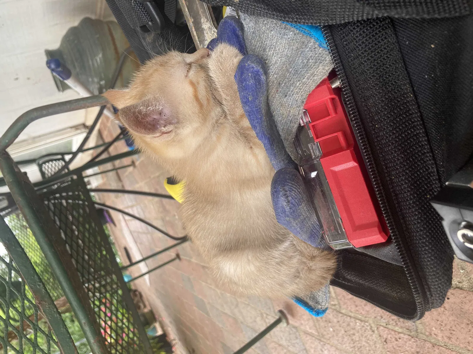 Lost cat in High Shoals, NC, 28077
